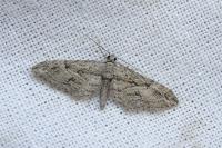 Eupithecia oxycedrata