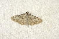 Eupithecia semigraphata