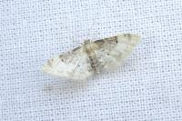 Idaea filicata