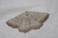 Odontognophos dumetata