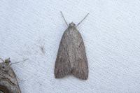 Pachycnemia hippocastanaria hippocastanaria