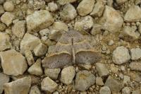 Perigune convergata