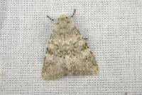 Polymixis dubia