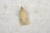 Udea numeralis