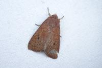 Xestia xanthographa