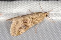 Hellula undalis