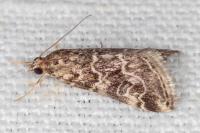 Hellula undalis