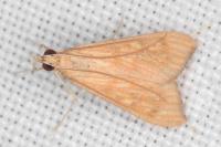 Antigastra catalaunalis