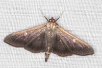 Cydalima perspectalis