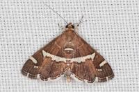 Spoladea recurvalis