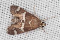 Spoladea recurvalis