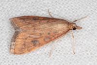Udea ferrugalis
