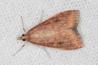 Udea ferrugalis
