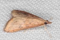 Udea ferrugalis