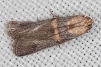 Oxybia transversella