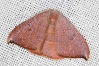 Watsonalla uncinula