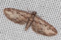 Eupithecia ericeata