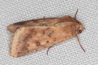 Helicoverpa armigera