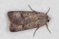 Agrotis trux