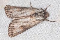 Aporophyla australis