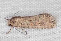 Spodoptera exigua