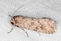 Spodoptera exigua