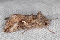 Autographa gamma