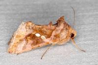 Chrysodeixis chalcites