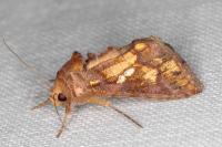 Chrysodeixis chalcites