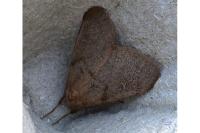 Ocneria rubea