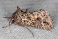 Thysanoplusia daubei