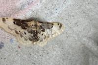 Idaea filicata