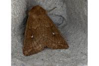 Mythimna albipuncta