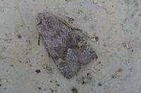 Aporophyla lueneburgensis