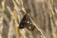 Dysauxes punctata