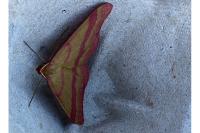 Rhodostrophia calabra