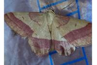 Rhodostrophia vibicaria