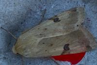 Heliothis peltigera