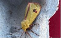 Diacrisia sannio