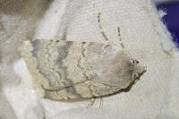 Standfussiana lucernea cataleuca