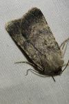 Standfussiana lucernea cataleuca