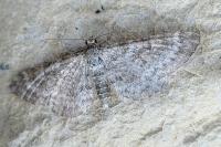 Eupithecia graphata