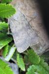 Standfussiana lucernea cataleuca