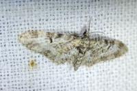 Eupithecia irriguata