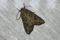 Anarta trifolii