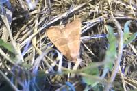 Atethmia centrago