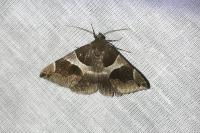 Dysgonia algira