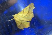 Ennomos fuscantaria