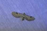 Eupithecia centaureata