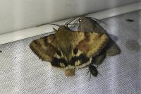 Heliothis viriplaca
